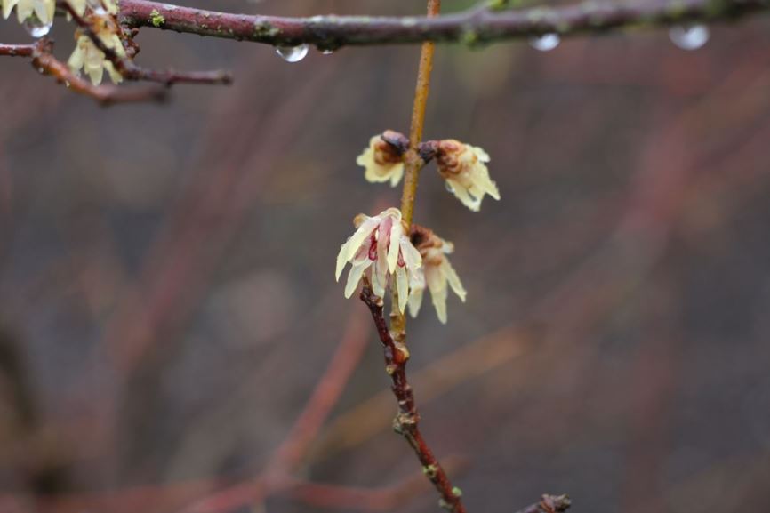 Chimonanthus praecox - wintersweet