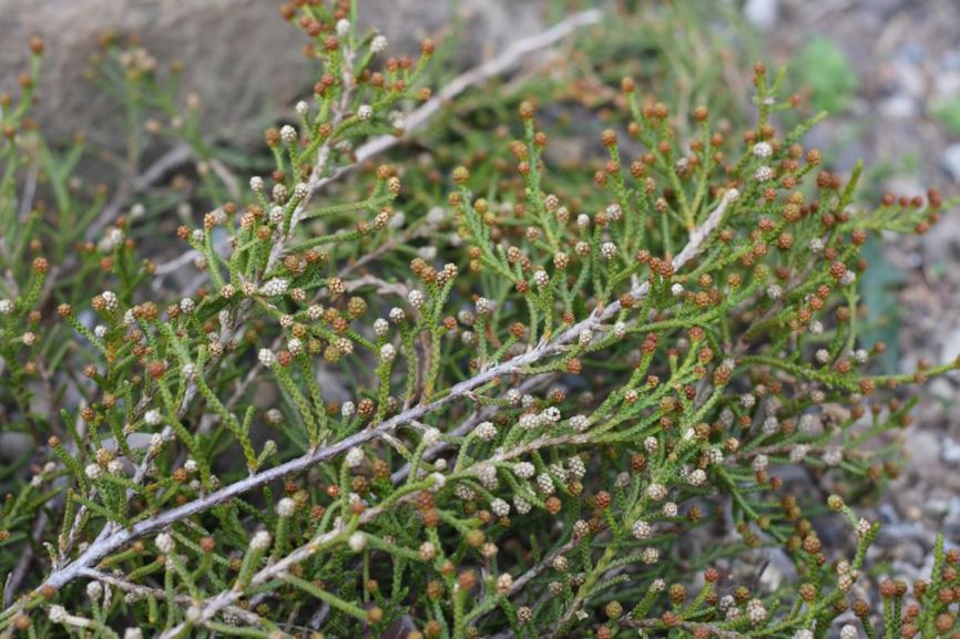Microcachrys tetragona - strawberry pine