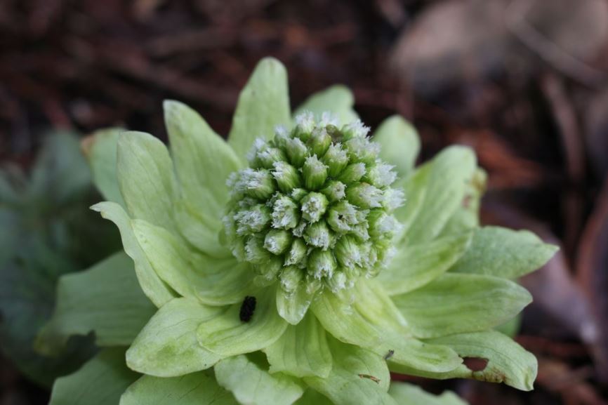 Petasites japonicus subsp. giganteus - giant butterbur