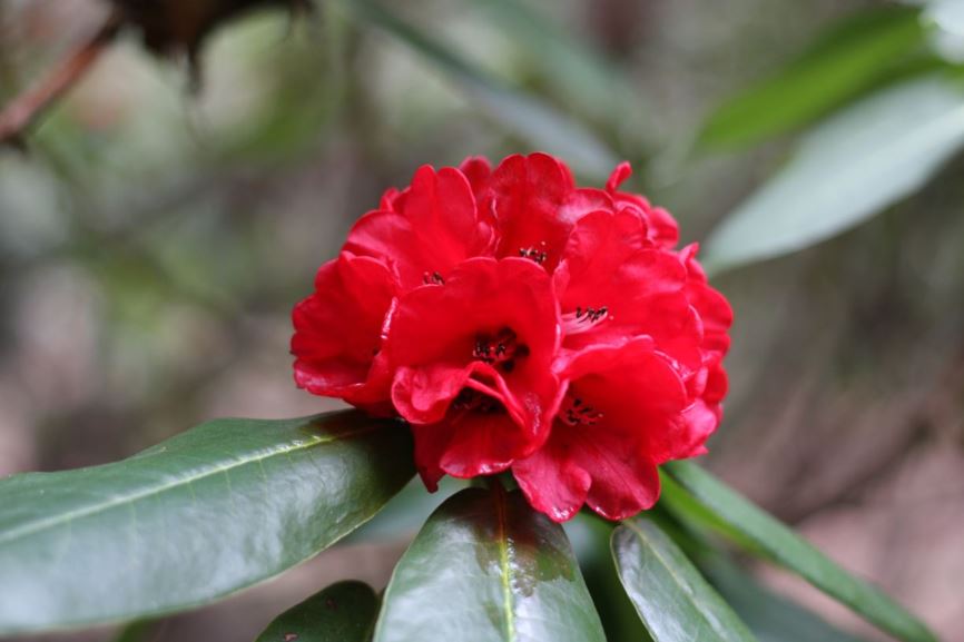 Rhododendron Cornubia Group