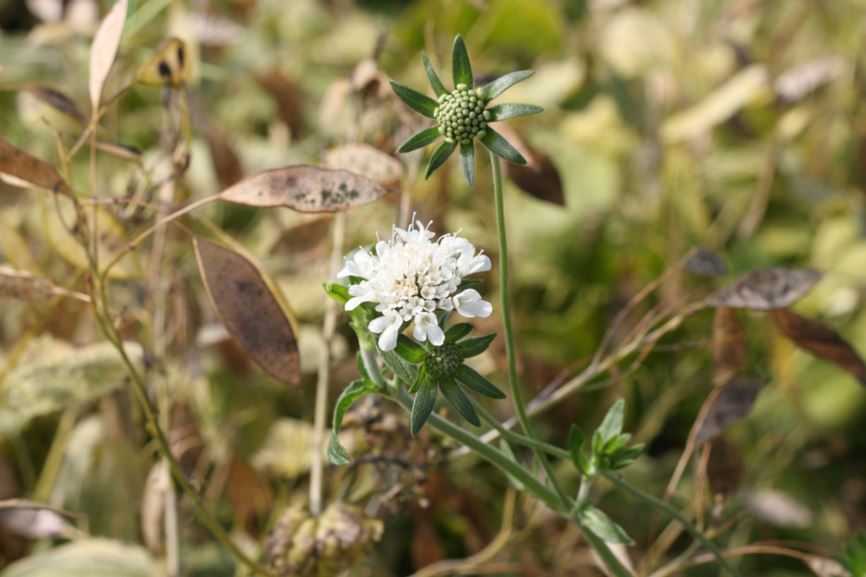 Scabiosa drakensbergensis - pincusion flower