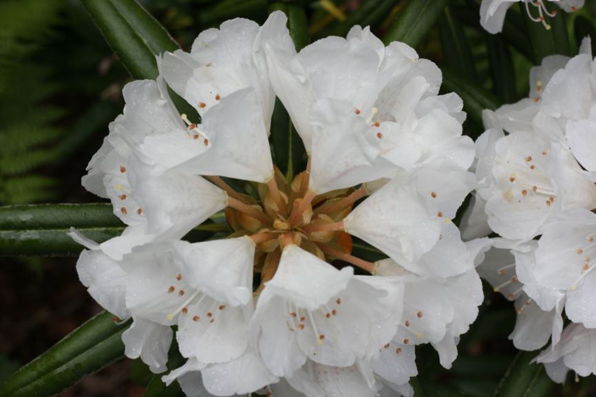 Rhododendron yakushimanum - Yakushima rhododendron