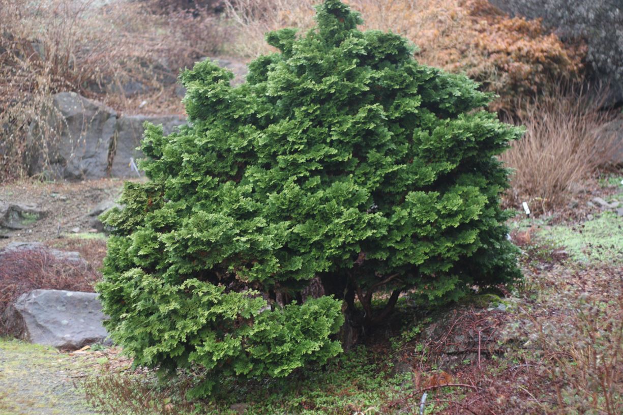 Chamaecyparis obtusa 'Nana Gracilis' - dwarf hinoki cypress