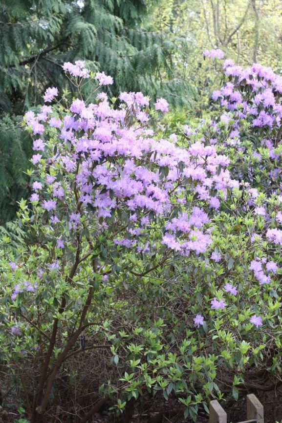 Rhododendron augustinii subsp. augustinii - blue rhododendron ...