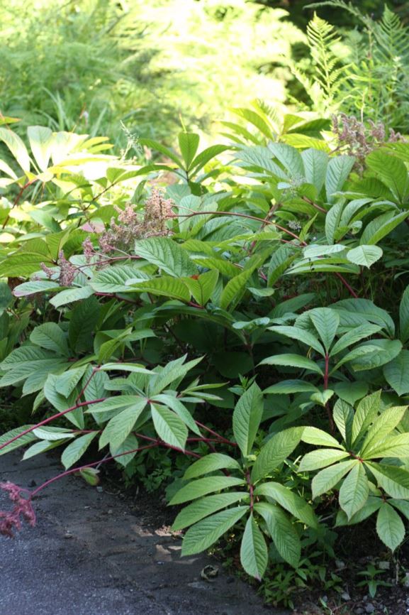 Rodgersia sambucifolia - elderberry rodgersia