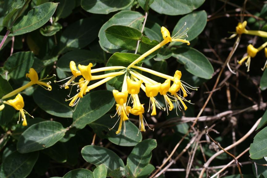 Lonicera tragophylla - yellow honeysuckle