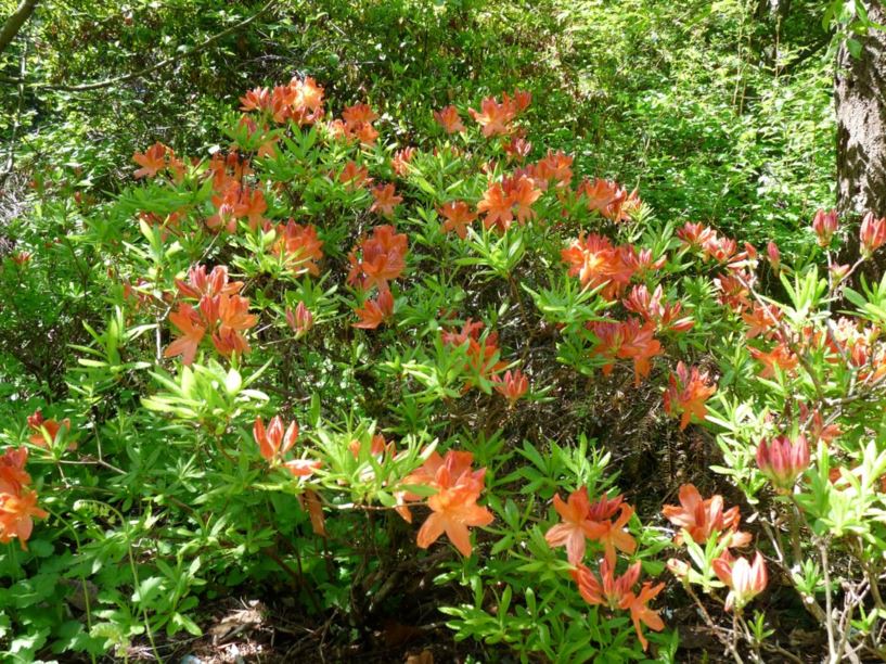Rhododendron japonicum - Japanese azalea