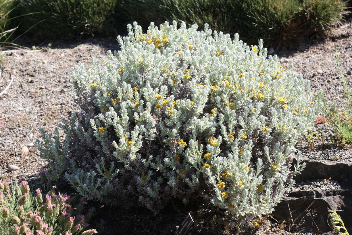 Helichrysum trilineatum - alpine everlasting