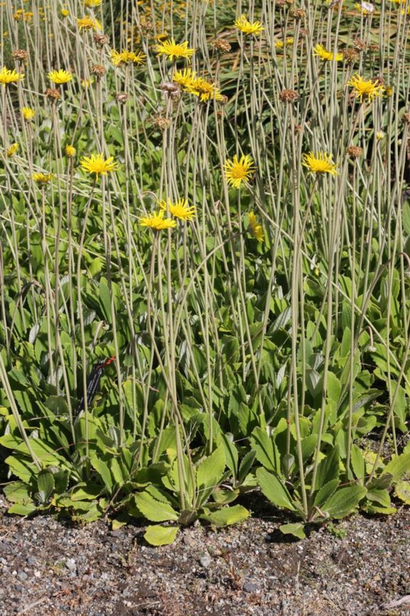 Haplocarpha scaposa - false gerbera