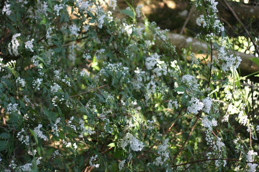 Deutzia discolor - deutzia