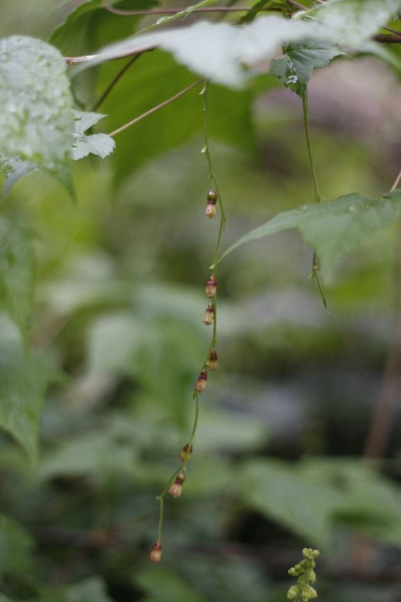 Ribes longeracemosum - thornless blackcurrant