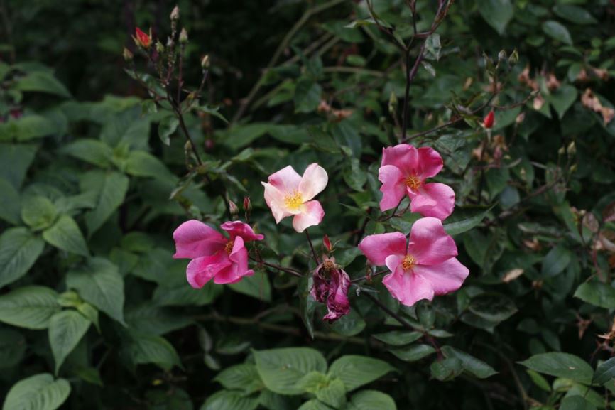 Rosa × odorata 'Mutabilis' - butterfly rose