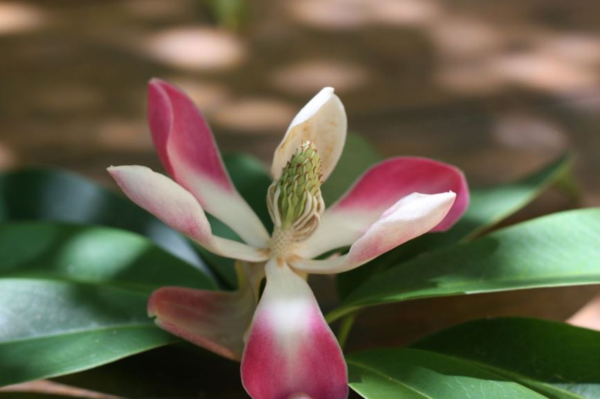 Magnolia insignis - evergreen magnolia