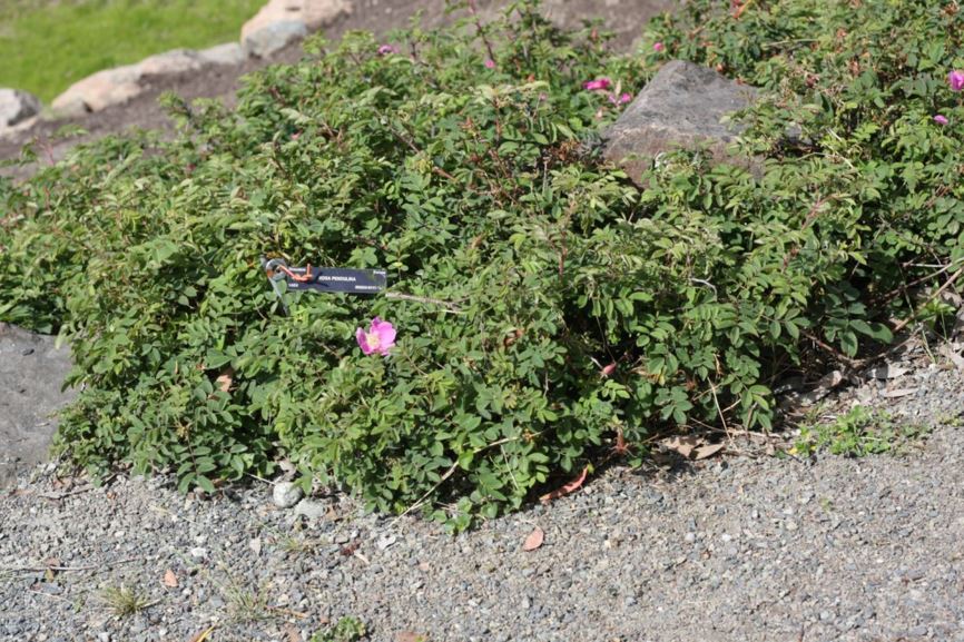 Rosa pendulina - alpine rose