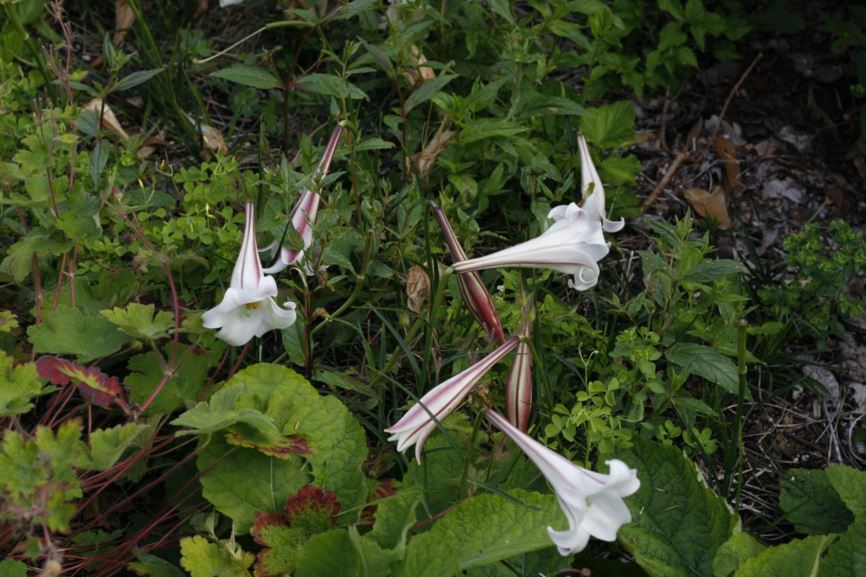 Lilium formosanum - Formosan lily
