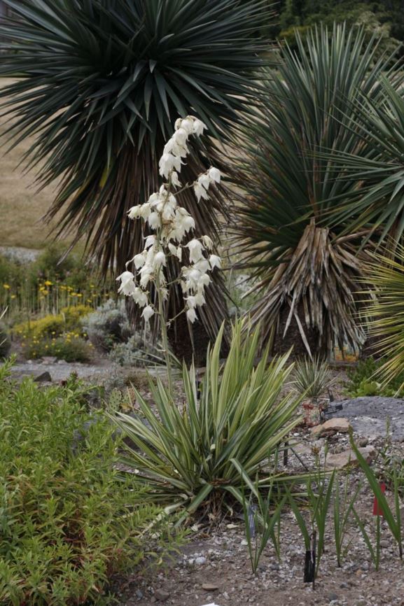 Yucca flaccida 'Golden Sword' - Adam's needle