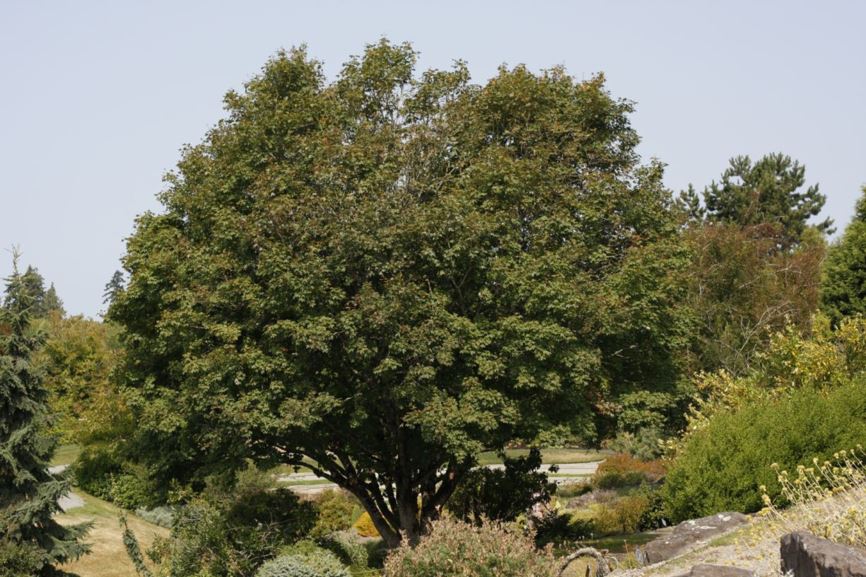 Acer grandidentatum var. grandidentatum - bigtooth maple