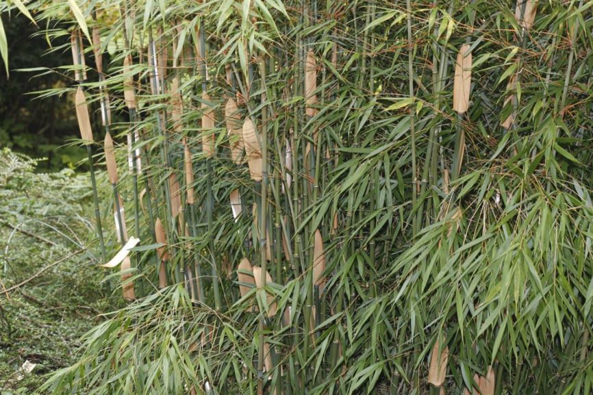 Fargesia scabrida - orange stem bamboo | UBC Botanical Garden