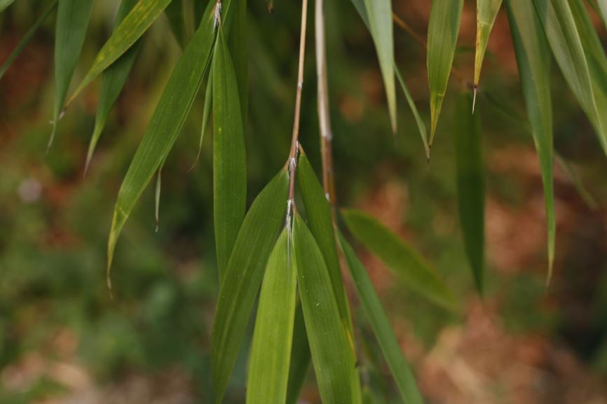 Fargesia scabrida - orange stem bamboo | UBC Botanical Garden