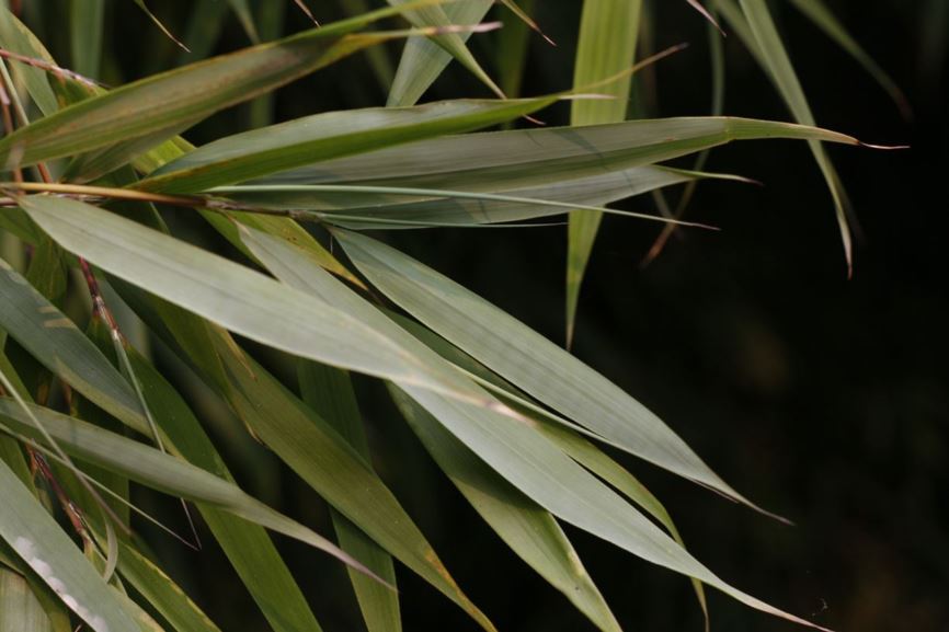 Fargesia scabrida - orange stem bamboo | UBC Botanical Garden