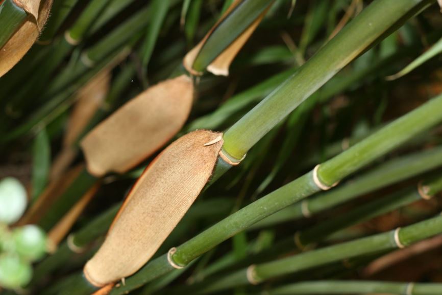 Fargesia scabrida - orange stem bamboo | UBC Botanical Garden