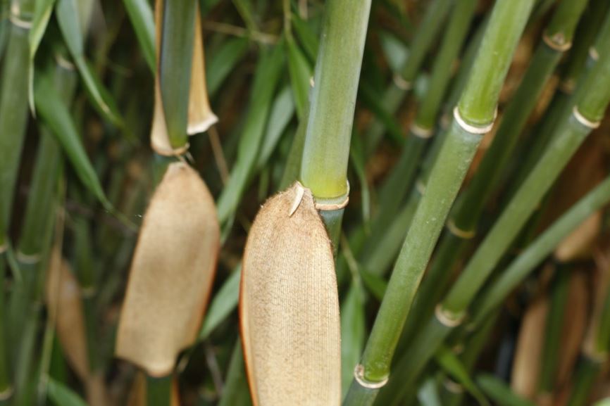 Fargesia scabrida - orange stem bamboo | UBC Botanical Garden