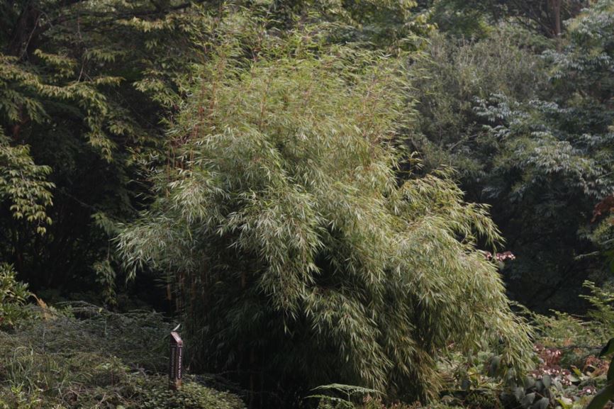 Fargesia scabrida - orange stem bamboo