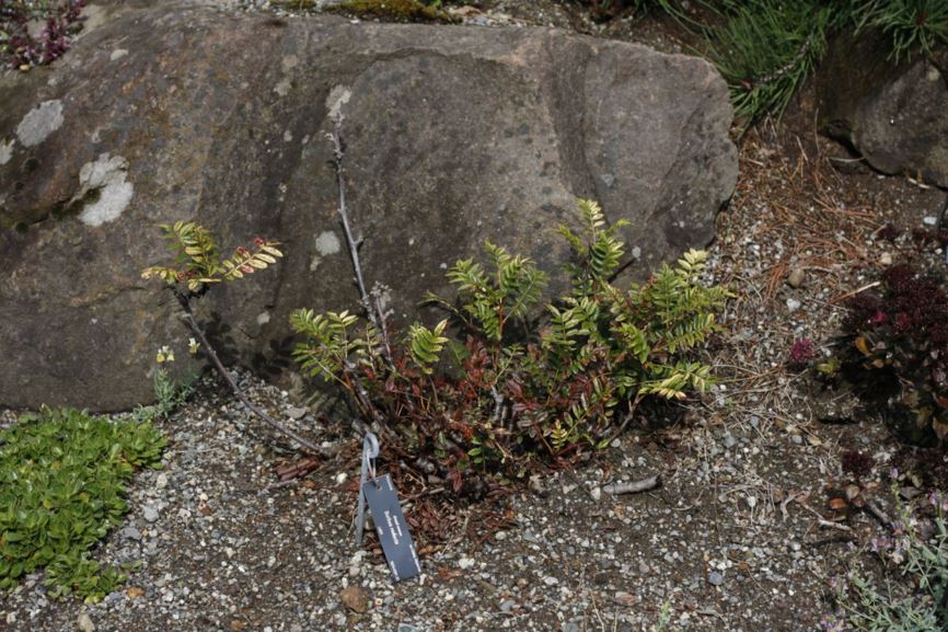 Sorbus reducta - dwarf mountain ash