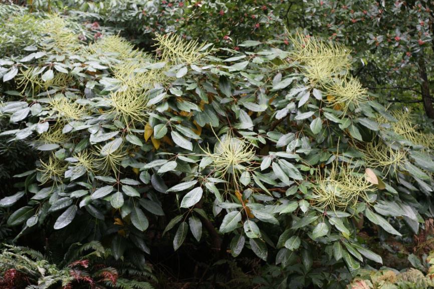 Heptapleurum delavayi - hardy schefflera