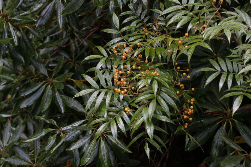 Sorbus commixta - Japanese rowan