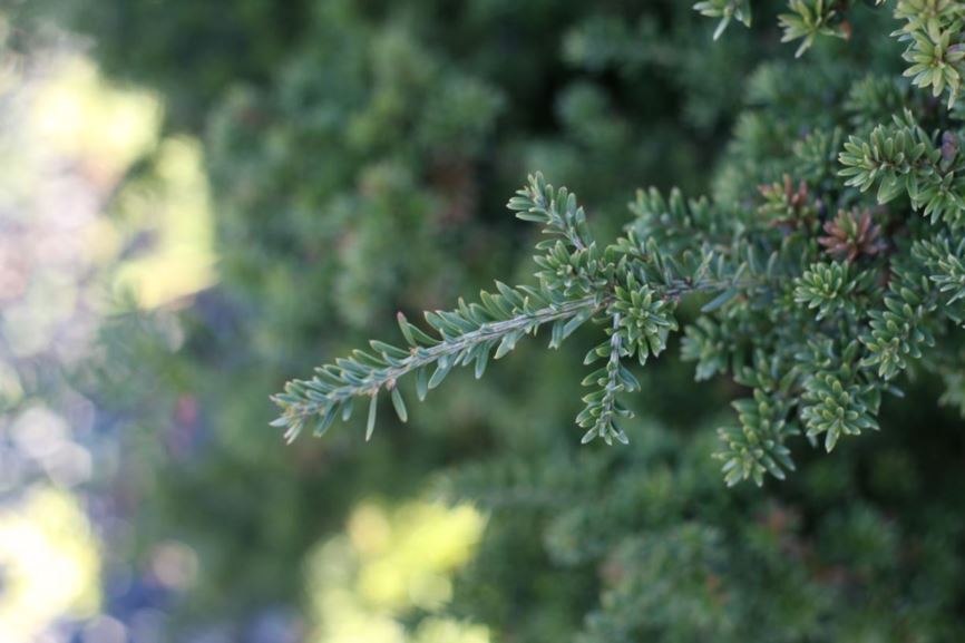 Podocarpus lawrencei - mountain plum pine | UBC Botanical Garden