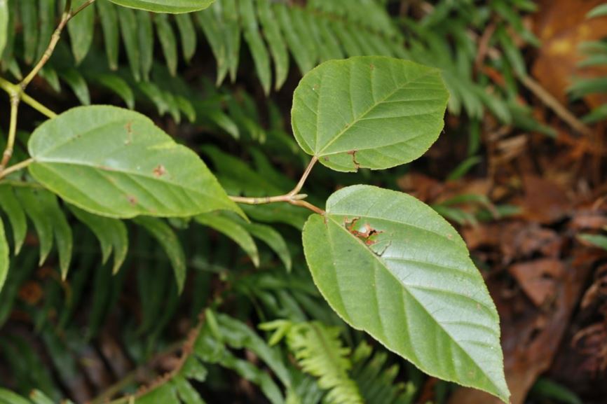 Acer sikkimense - Sikkim maple | UBC Botanical Garden