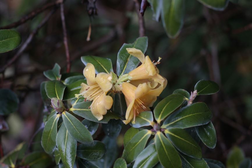 Rhododendron cinnabarinum subsp. xanthocodon Concatenans Group