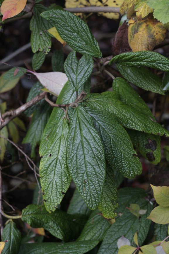 Viburnum rhytidophyllum - leatherleaf viburnum