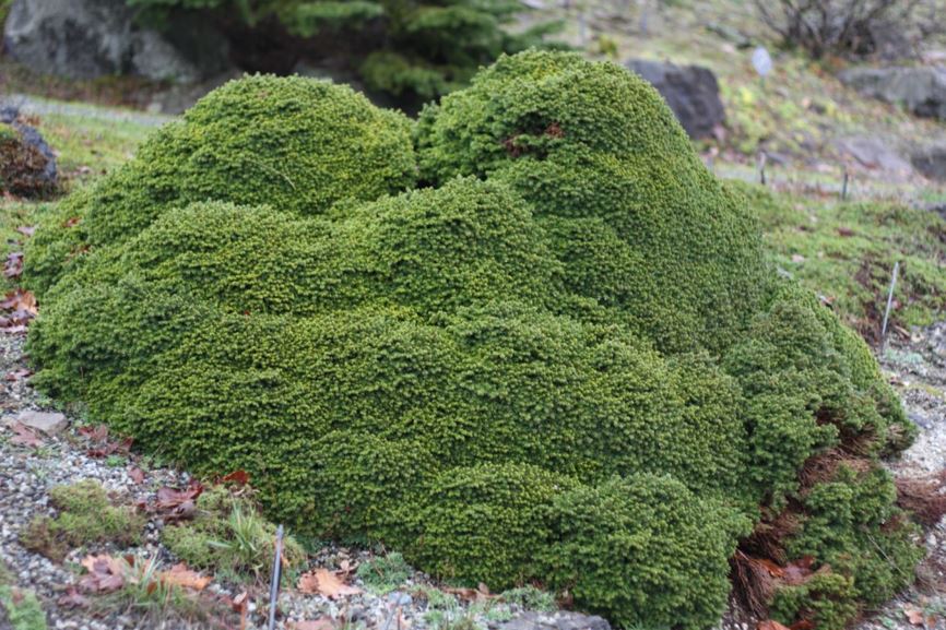 Picea abies 'Little Gem' - dwarf Norway spruce