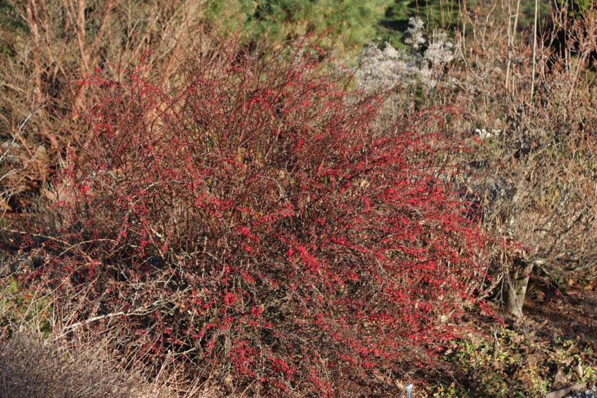 Berberis thunbergii - Japanese barberry