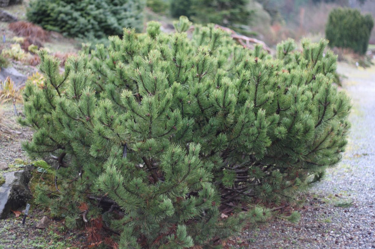 Pinus mugo - mugo pine
