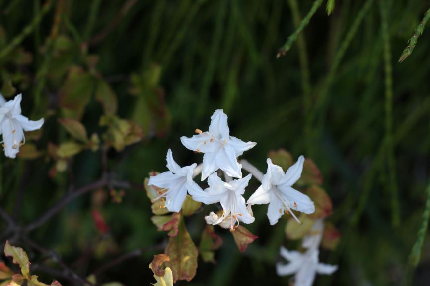 Rhododendron viscosum - clammy azalea, swamp azalea