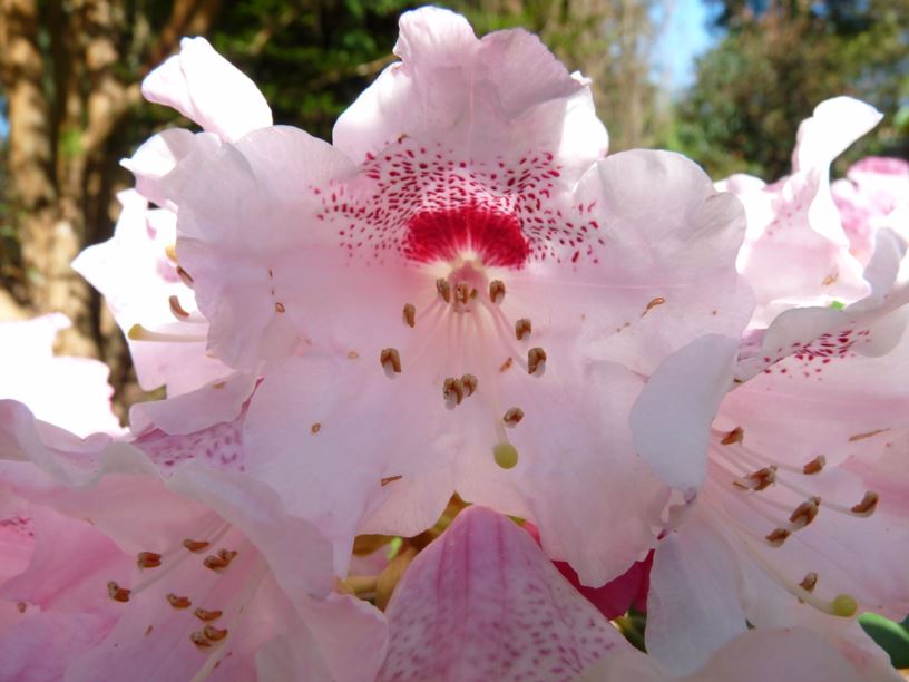 Rhododendron morii | UBC Botanical Garden
