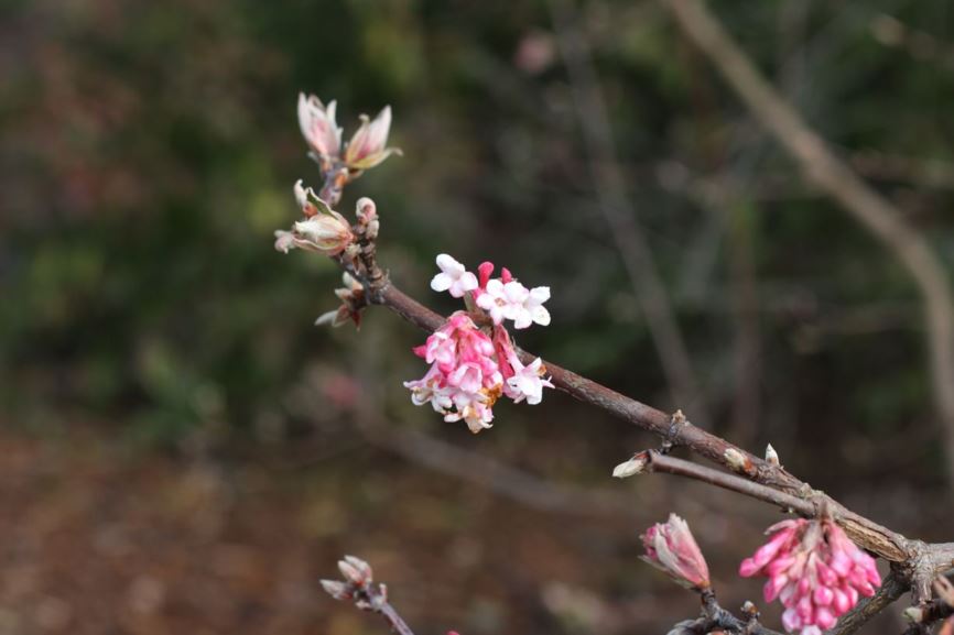 Viburnum × bodnantense 'Dawn' - Bodnant viburnum