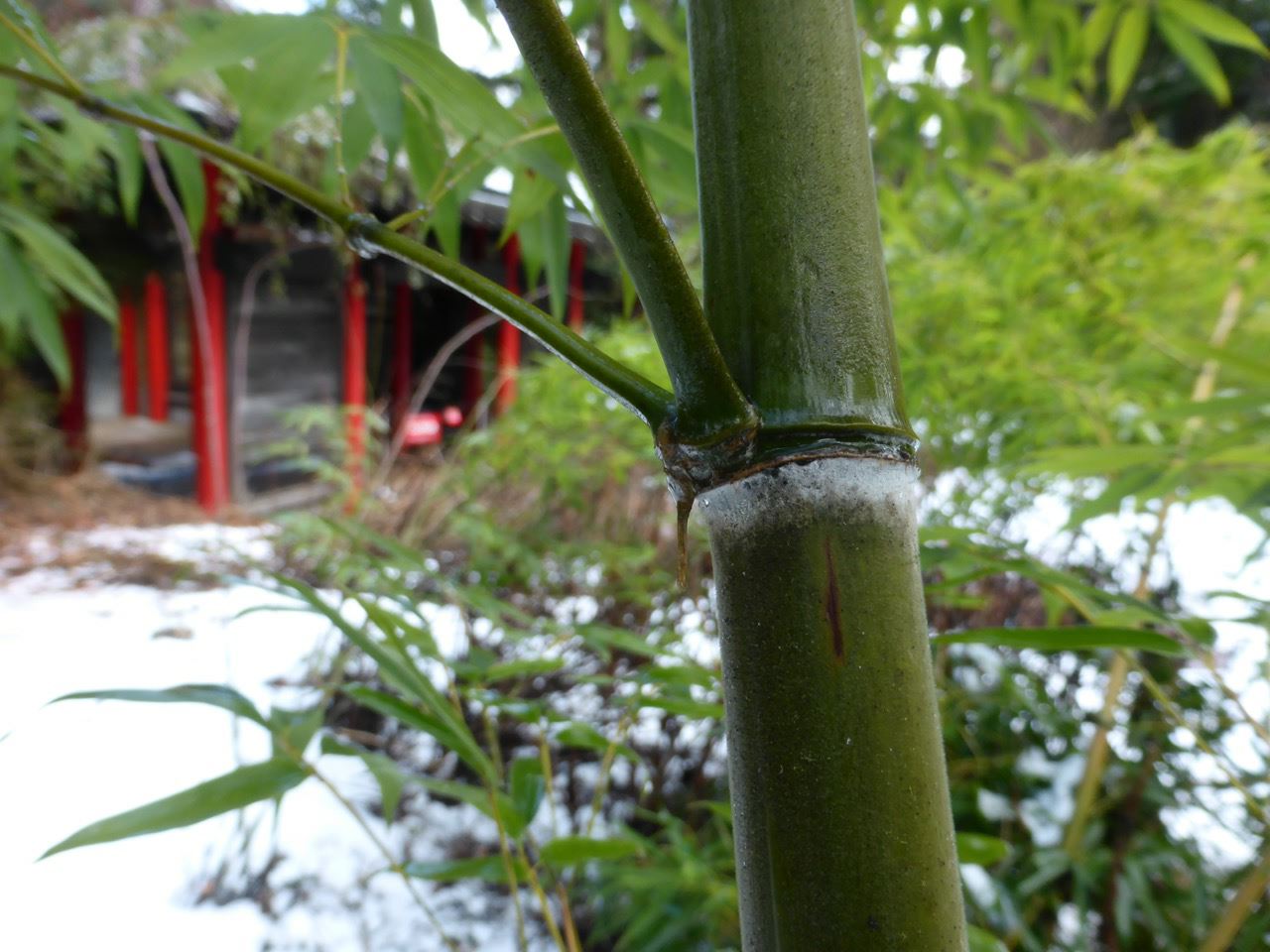 Phyllostachys edulis - moso bamboo