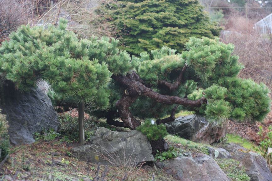 Pinus thunbergii 'Sayonara' - Japanese black pine