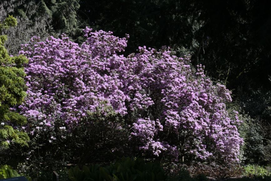 Rhododendron 'Wakehurst'