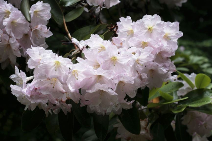 Rhododendron fortunei subsp. fortunei 'Sir Charles Butler'