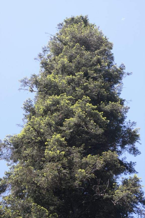 Abies grandis - grand fir, giant fir