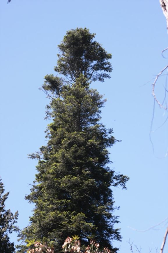 Abies grandis - grand fir, giant fir | UBC Botanical Garden