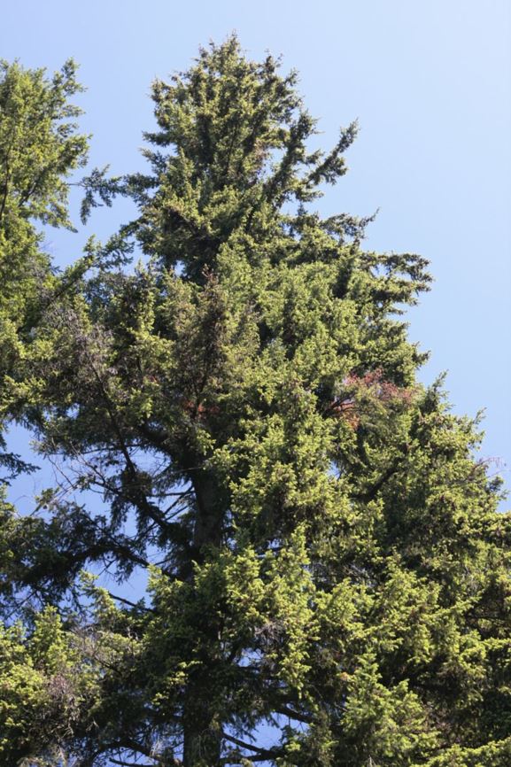 Pseudotsuga menziesii var. menziesii - coast Douglas fir