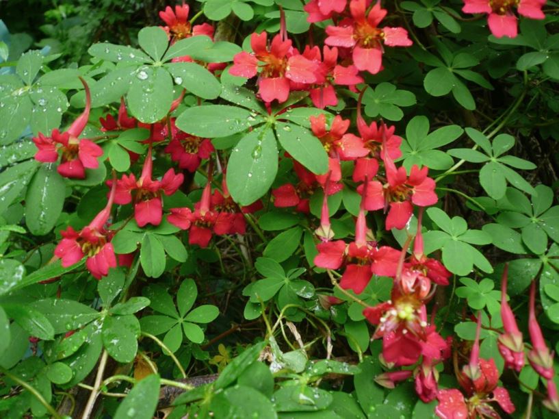 Tropaeolum speciosum - flame nasturtium | UBC Botanical Garden