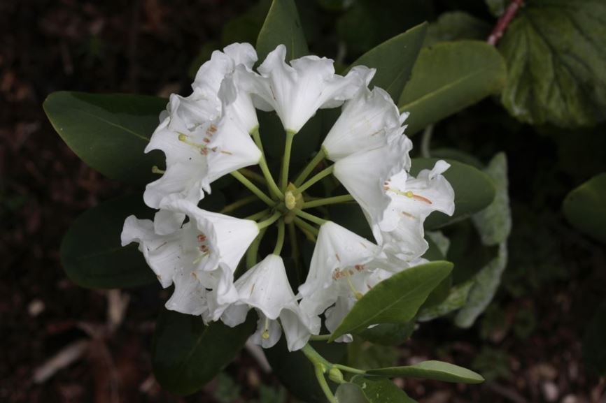 Rhododendron qiaojiaense