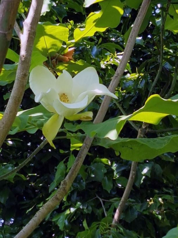 Magnolia macrophylla - big-leaf magnolia